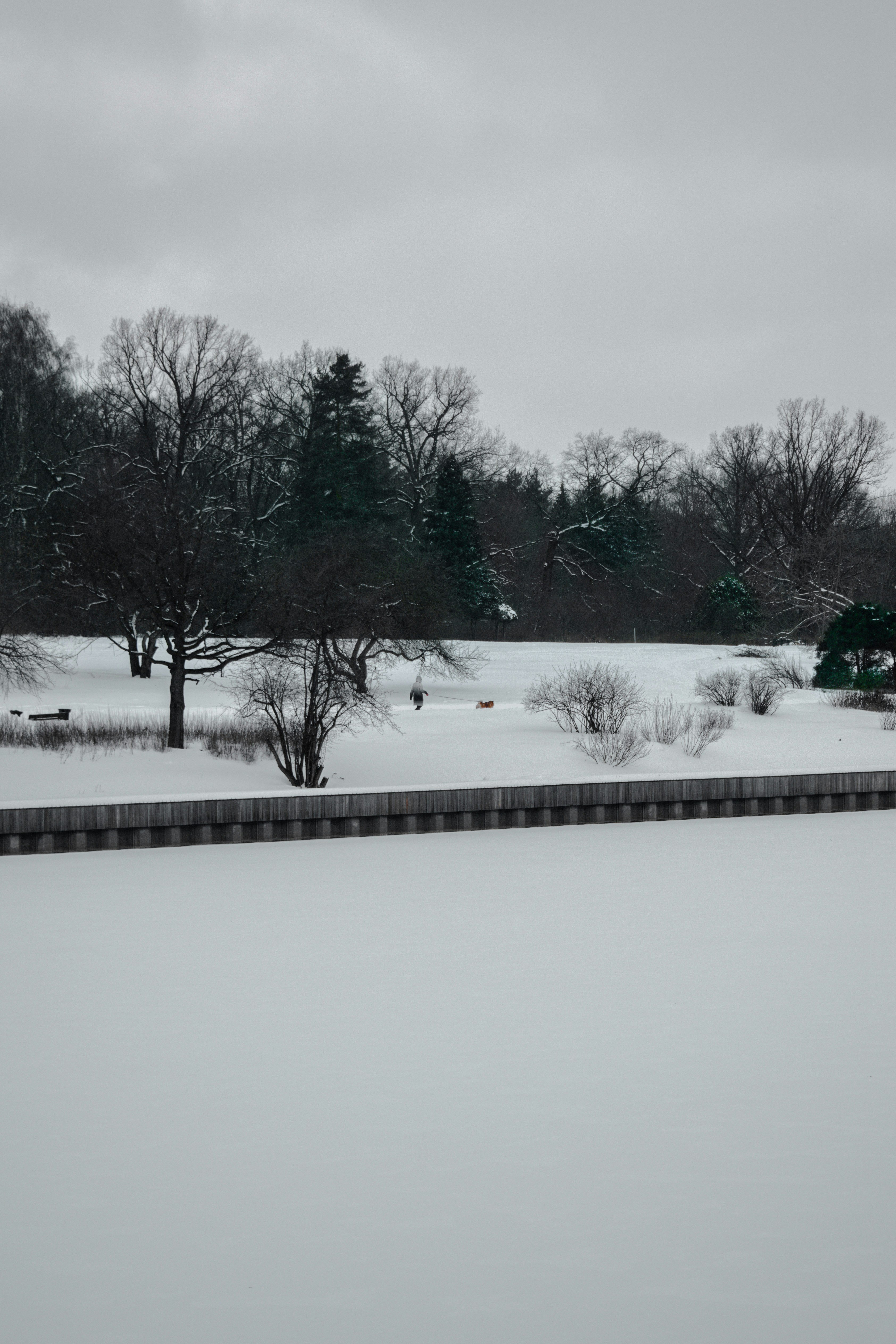 snow covered trees and road during daytime